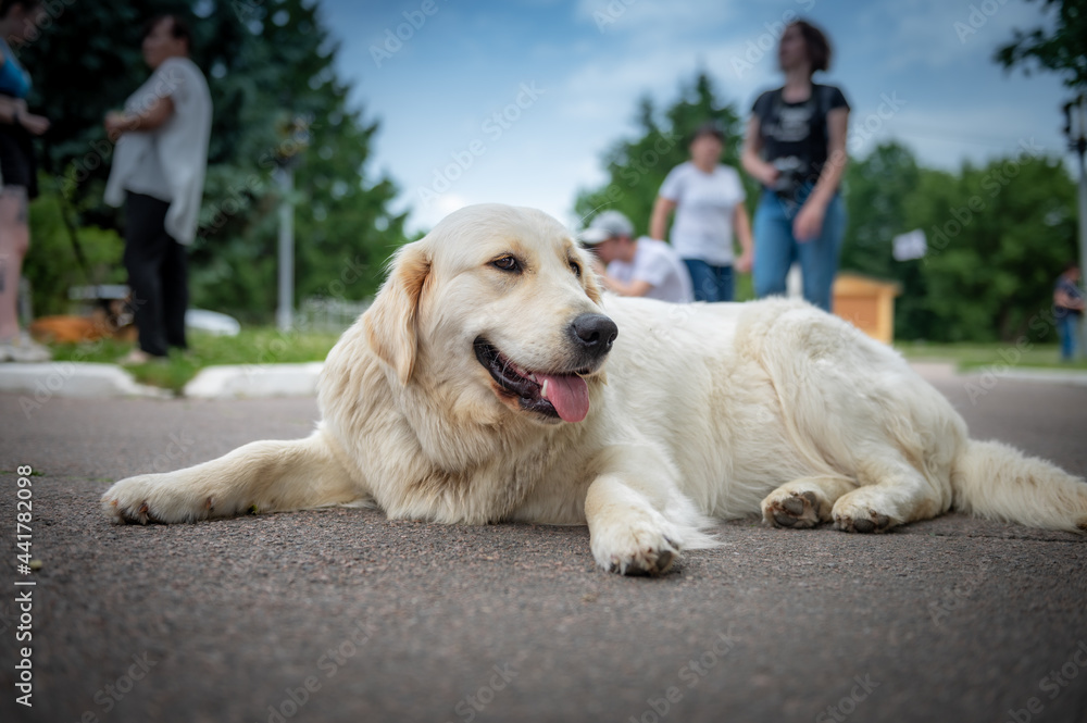 Portrait of a cute dog outdoor. Dog on a summer day close up. Portrait of a cute dog outdoor. Dog on a summer day close up.
