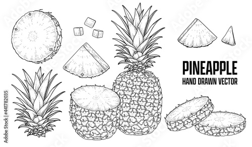 Tropical plant Pineapple Hand drawn Sketch vector Botanical illustrations