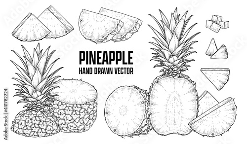 Tropical plant Pineapple Hand drawn Sketch vector Botanical illustrations photo