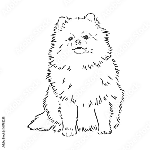 German Spitz. Pomeranian Dog. hand drawn. Vector illustration