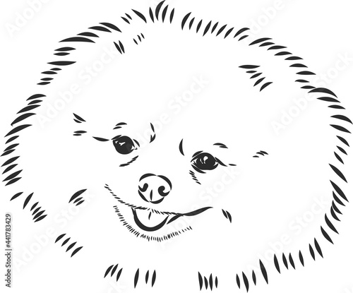 German Spitz. Pomeranian Dog. hand drawn. Vector illustration