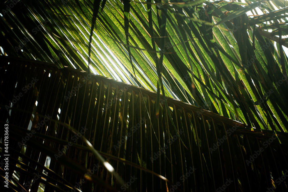 Obraz premium Tropikalny krajobraz, palmy kokosowe na tle nieba i słońca.