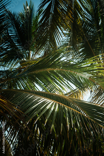 Tropikalny krajobraz  palmy na tle niebieskiego nieba.