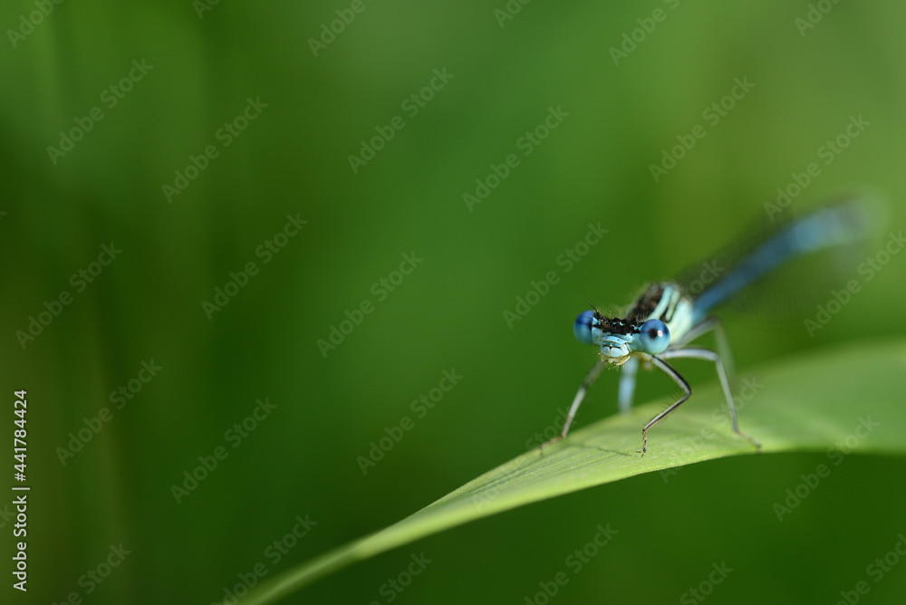 Close-up of a blue feather dragonfly (Platycnemis), sitting on a blade of grass in summer, in front of a green background and looking straight into the camera Close-up of a blue feather dragonfly (Platycnemis), sitting on a blade of grass in summer, in front of a green background and looking straight into the camera