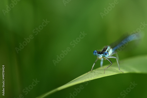 Close-up of a blue feather dragonfly (Platycnemis), sitting on a blade of grass in summer, in front of a green background and looking straight into the camera