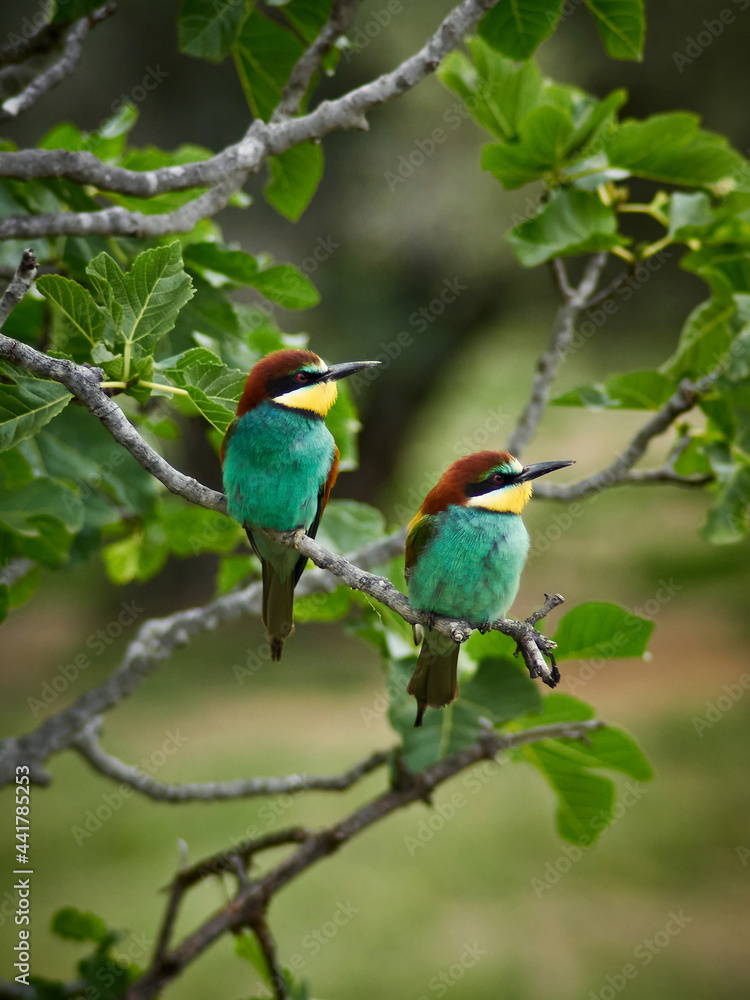 European bee-eater ( Merops apiaster ) is sitting on a twig European bee-eater ( Merops apiaster ) is sitting on a twig
