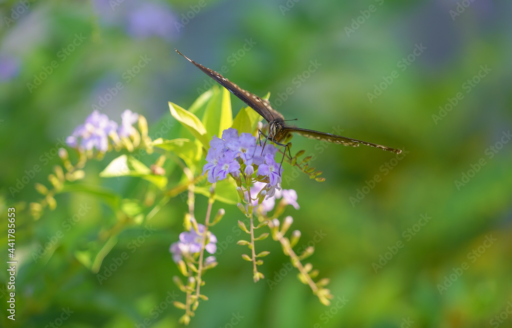 Fototapeta premium Top view of a black butterfly sucking nectar from a golden dewdrop flowers tree in the morning sunlight.soft focus