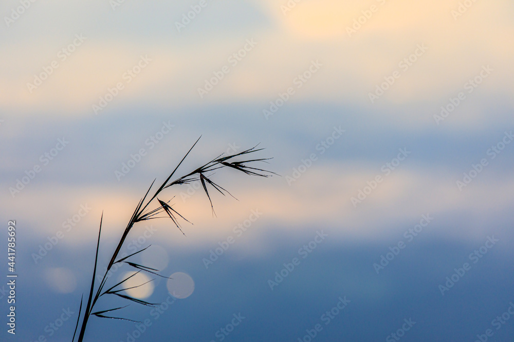 Obraz premium grass in the sky