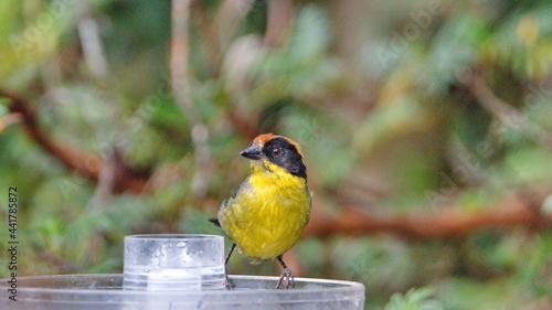 Yellow-breasted brushfinch (Atlapetes latinuchus) perched on a bird feeder at the Yanacocha Ecological Reserve, outside of Quito, Ecuador
