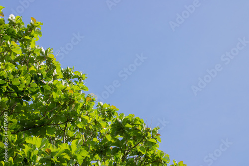 green leaves against blue sky as background picture