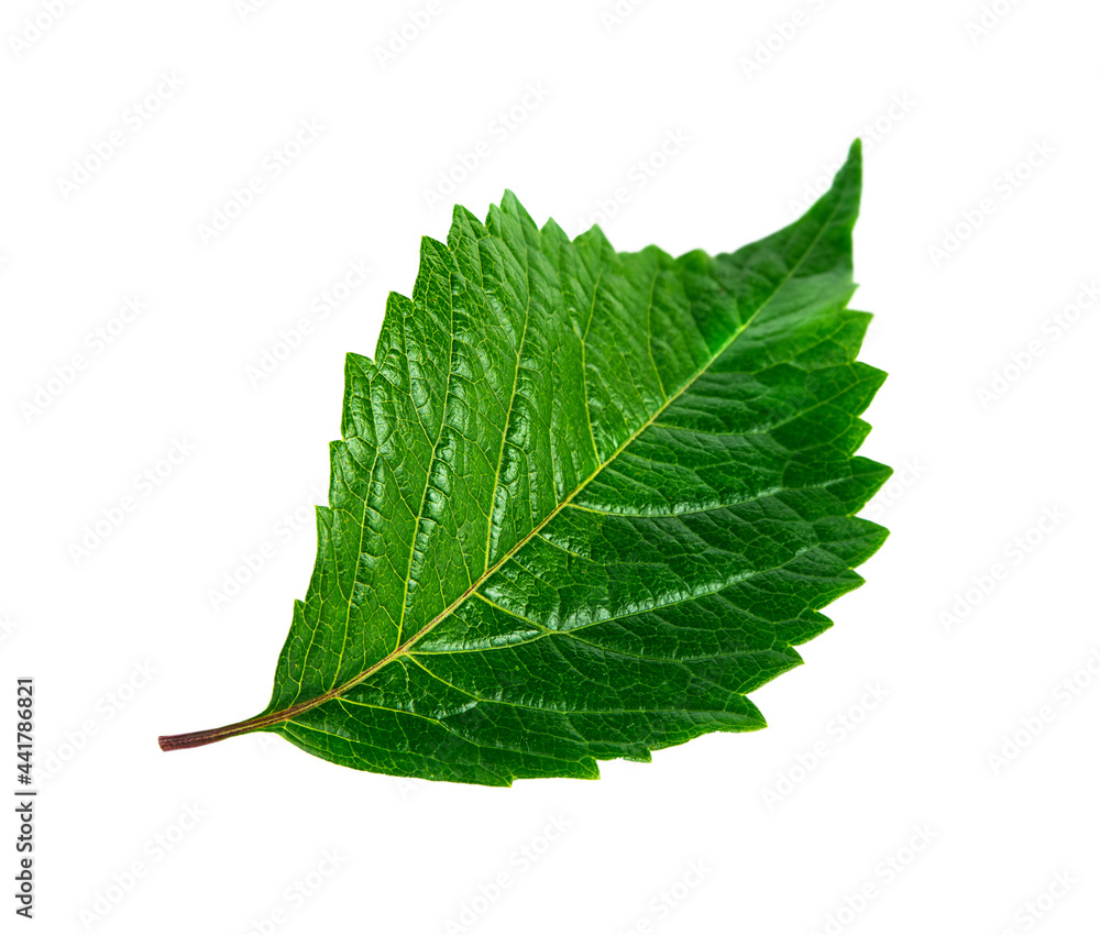 Fototapeta premium One fresh green leaf close up isolated on white background.