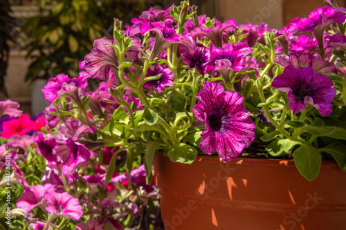 Close-up of a pink Petunia plant  Petunia violacea Lindl