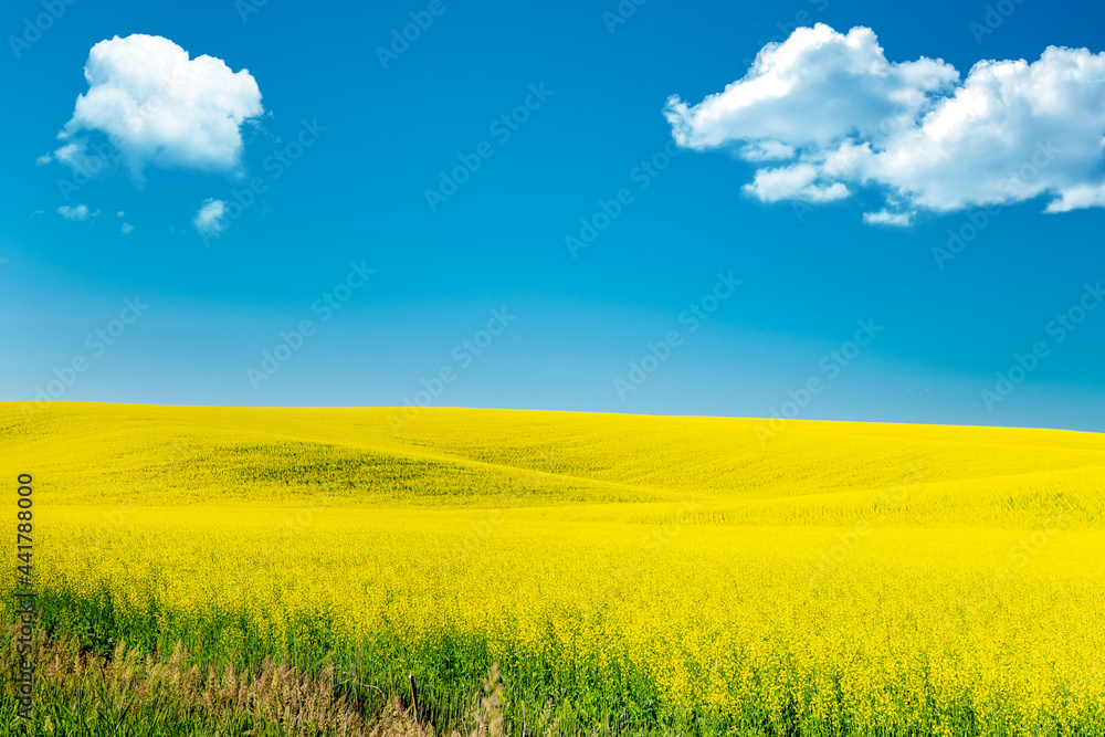 Agriculture farm land with a bright yellow canola field