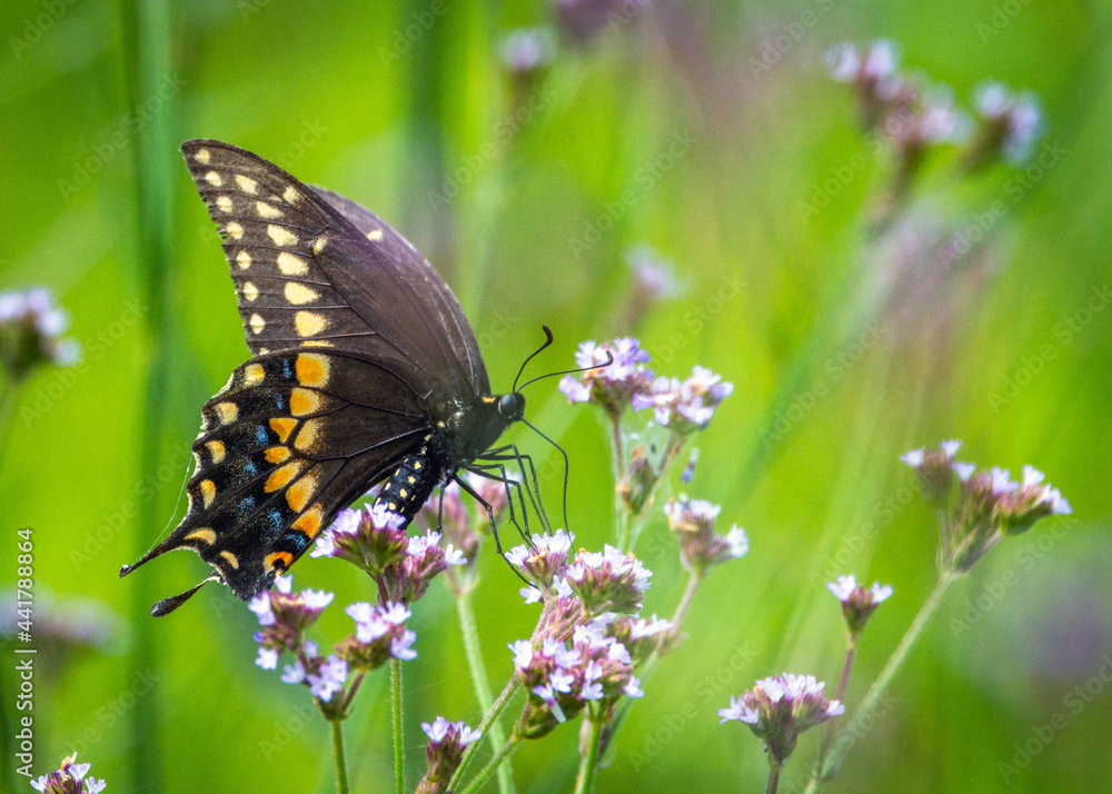 Swallowtail butterfly on wildflowers! Swallowtail butterfly on wildflowers!