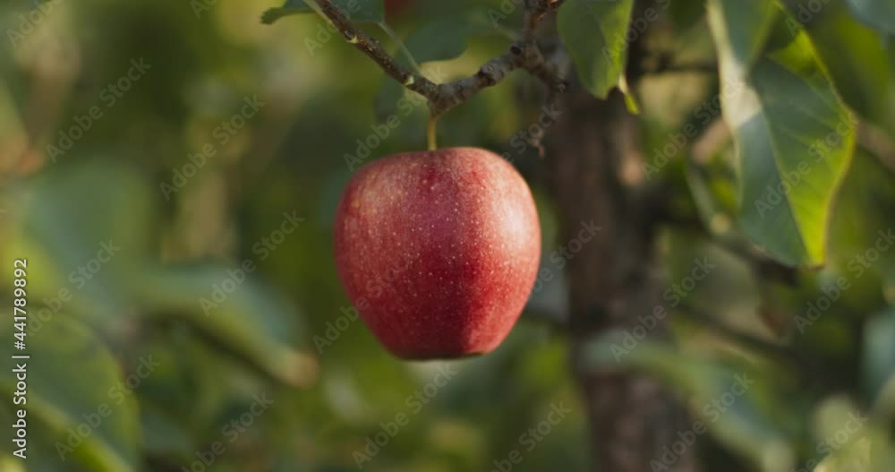 Organic apples orchard. Ripe red fruit without chemical spraying hanging on green tree Organic apples orchard. Ripe red fruit without chemical spraying hanging on green tree