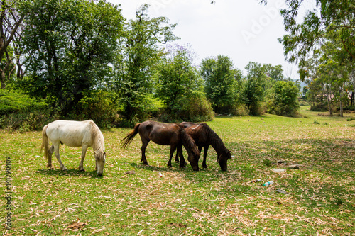 Horses grazing at various places