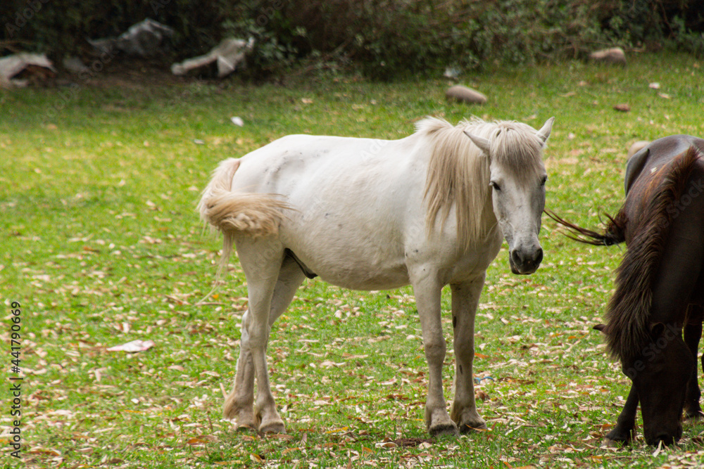 Horses grazing at various places Horses grazing at various places