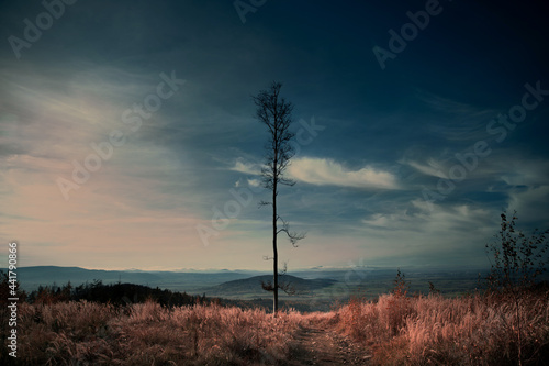 lone Tree