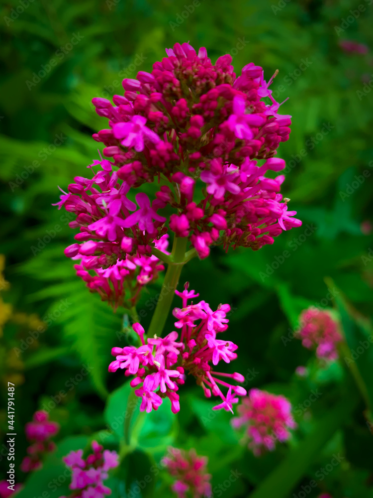 Buddleia Buzz Hot Raspberry Flower Buddleia Buzz Hot Raspberry Flower