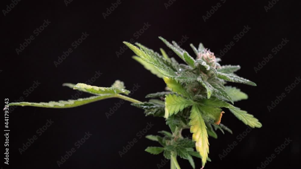 Macro shot of Premium medical cannabis Marijuana Bud With Hairs And Crystals and plant leaf on dark background. rotation. 4k Macro shot of Premium medical cannabis Marijuana Bud With Hairs And Crystals and plant leaf on dark background. rotation. 4k
