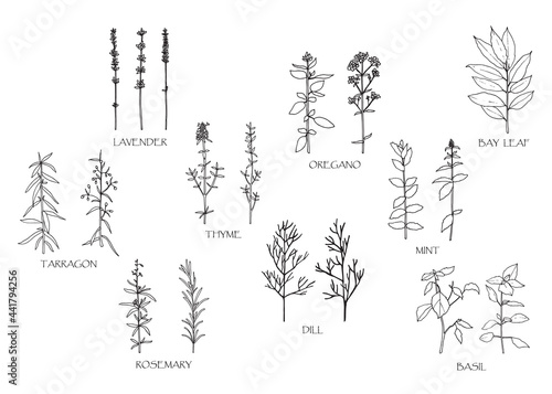 Vector illustration. Herbal spice drawing - thyme, taggagon, oregano, mint, lavender, rosemary, basil, dill, bay leaf.