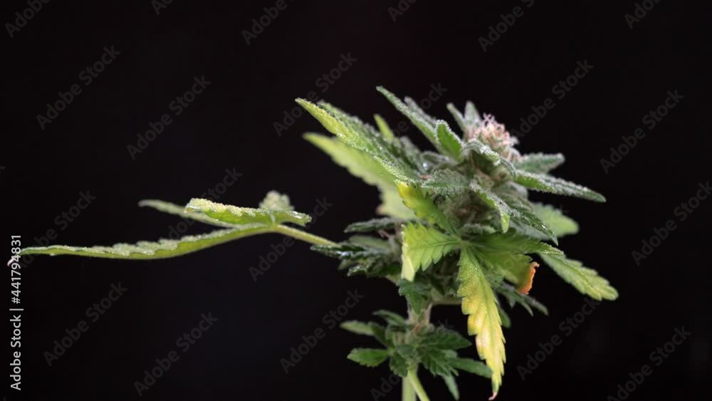 Macro shot of Premium medical cannabis Marijuana Bud With Hairs And Crystals and plant leaf on dark background. rotation. 4k