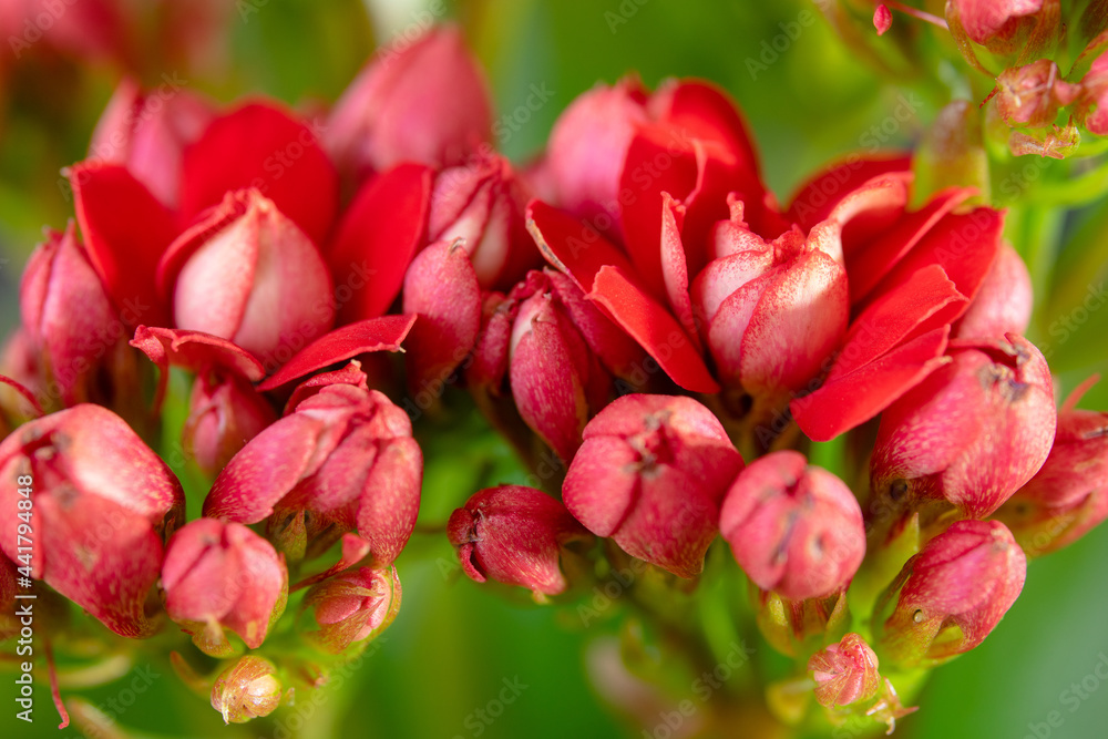 Burgeoning little wonderful red flowers' buds. Burgeoning little wonderful red flowers' buds.