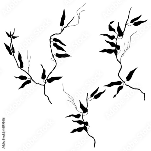 Lianas are a tropical plant. Vector illustration.Black silhouette.