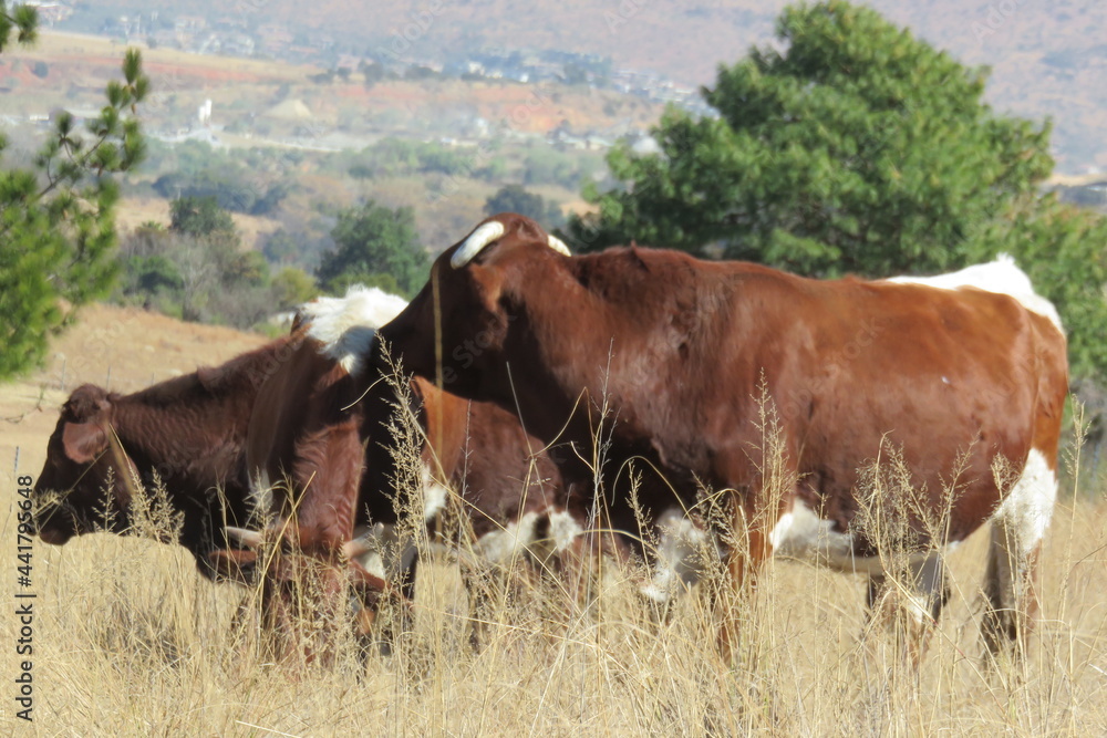 Closeup photograph of cattle in long brown dull grass, the cows are surrounded by winter grass landscapes under a blue sky