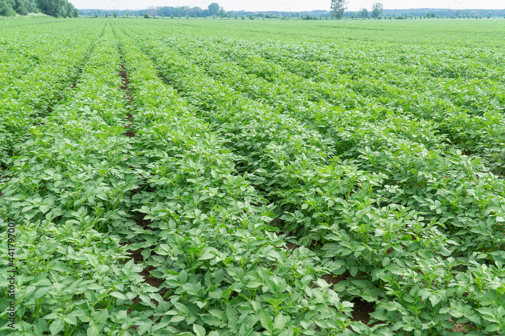 potato rows in the field