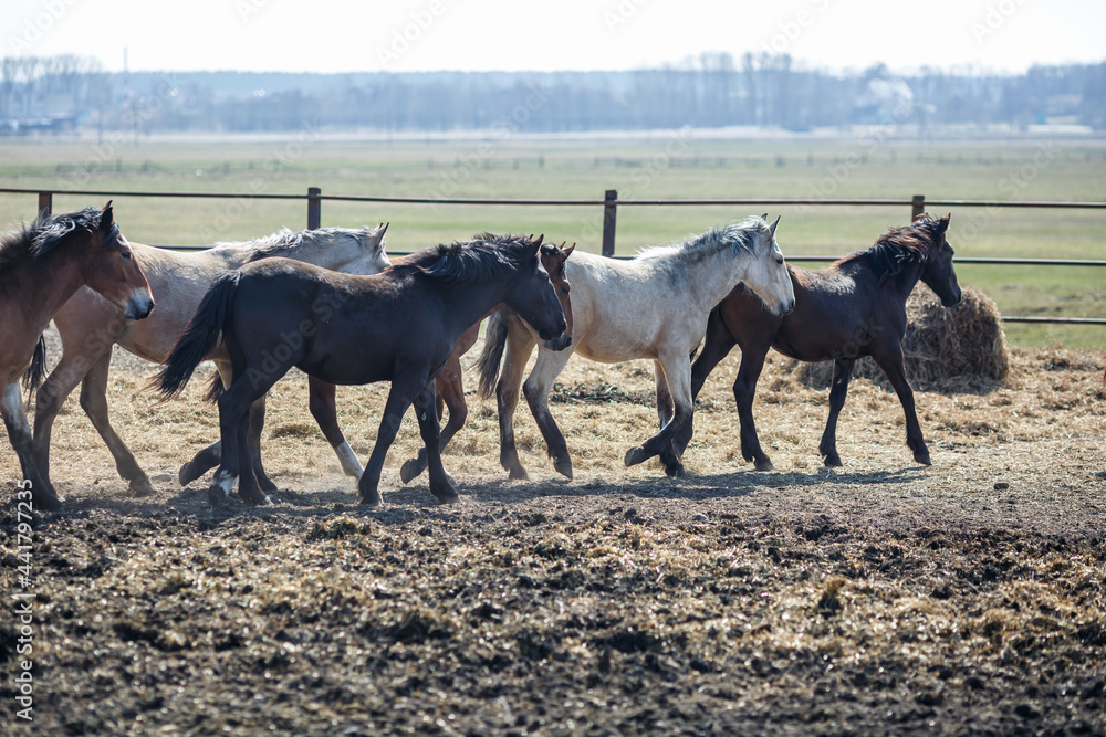 huge herd of horses in the field. Belarusian draft horse breed. symbol of freedom and independence huge herd of horses in the field. Belarusian draft horse breed. symbol of freedom and independence