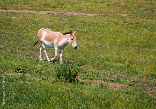 An animal grazing in a meadow