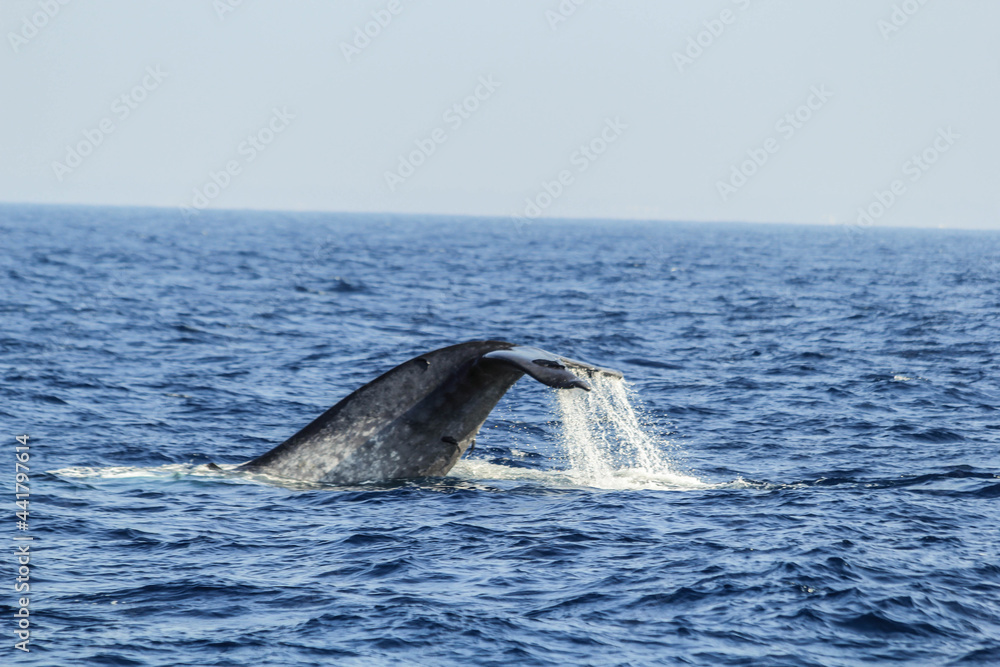 Obraz premium whale in the ocean