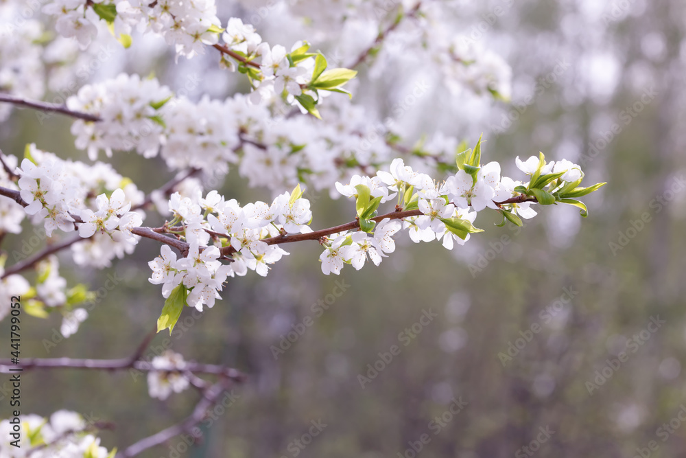 Spring background with a branch of blossoming cherry. Beautiful nature with a blossoming tree. Spring flowers.