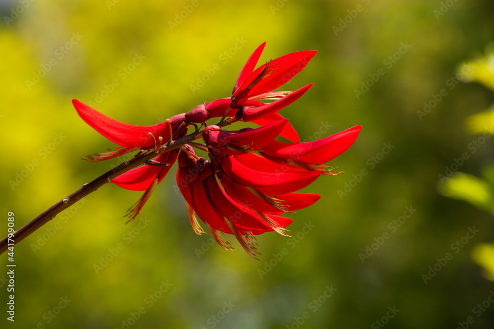 Indian coral tree flowering  in summer