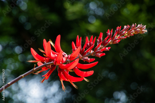 Indian coral tree flowering  in summer photo