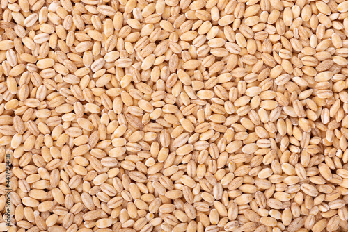 Pearl barley grains background. Barley seed close up.