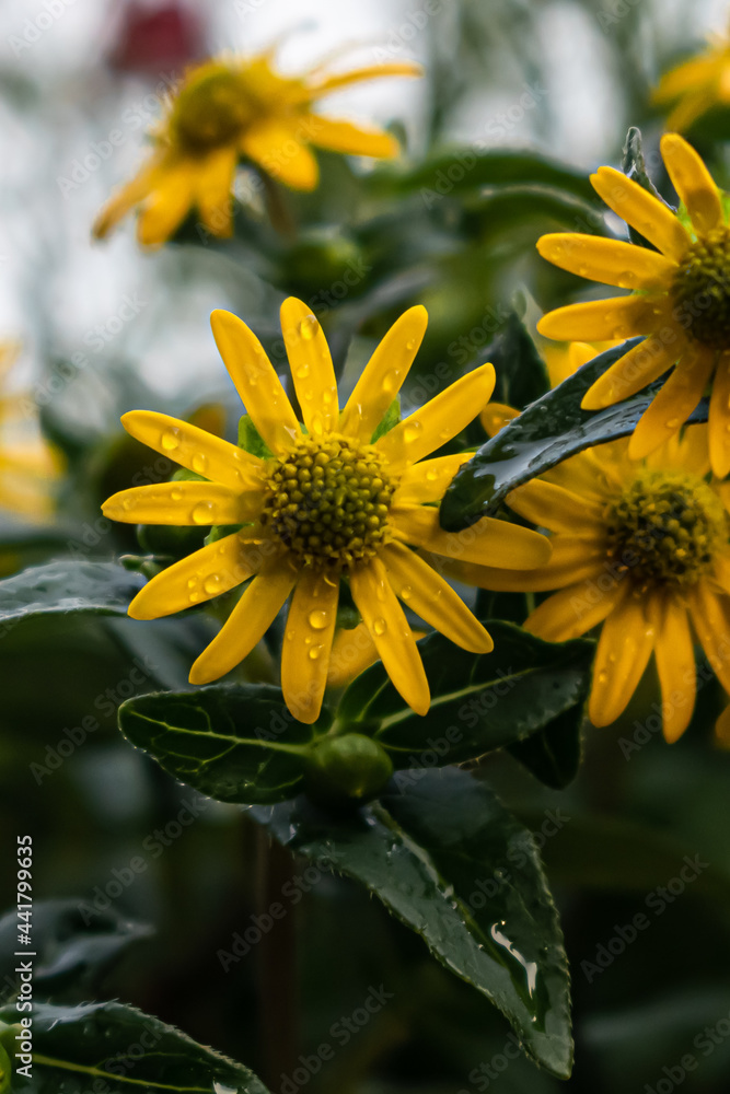 Obraz premium Yellow flower after warm summer evening rain.