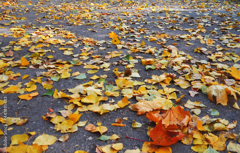 Autumn yellow leaves on dark asphalt. Selective focus. Autumn yellow leaves on dark asphalt. Selective focus.