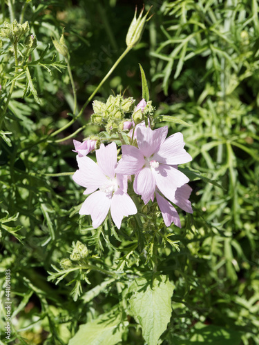 Mauve musquée (Malva moschata rosea). Fleurs à pétales rose clair veinés de rose foncé sur tige ramifiée au feuillage étroit, lobé et découpé