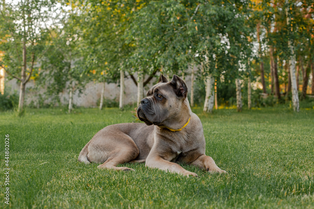 Portrait of an italian cane corso, color formentino. On the green lawn. Strong, powerful dog.