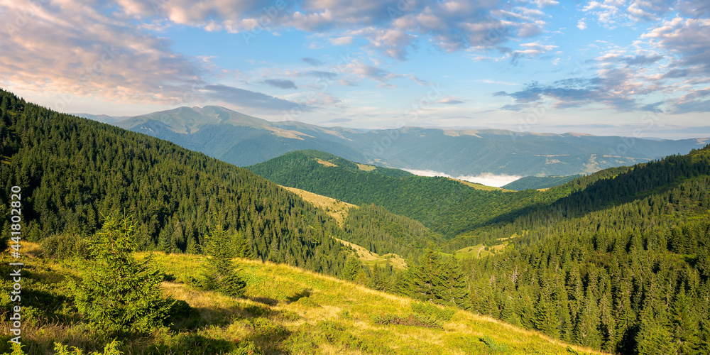 beautiful mountain landscape at sunrise. spruce trees on the steep hills. stunning summer scenery of carpathians with gorgeous cloudscape on the blue sky