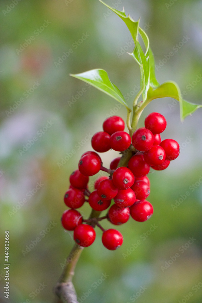 red berries on a branch, rowanberry