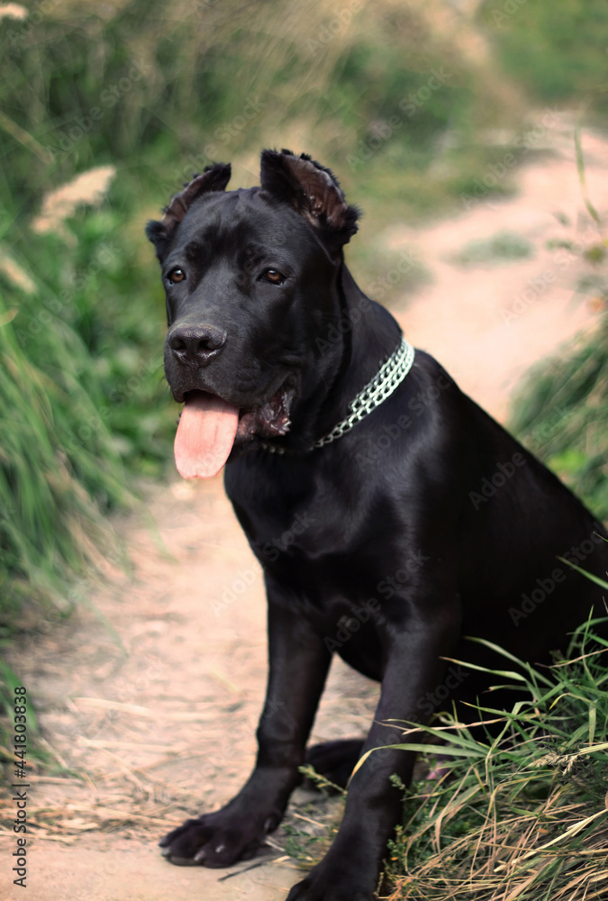 black dog portrait cane corso