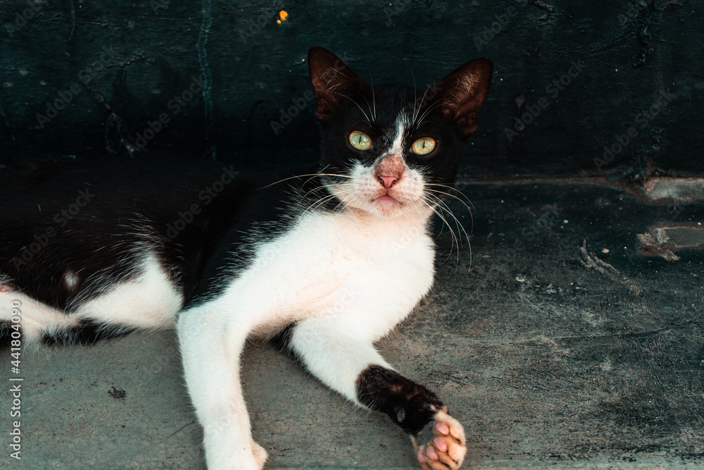Czarno biały piękny kot na ulicy. - obrazy, fototapety, plakaty 