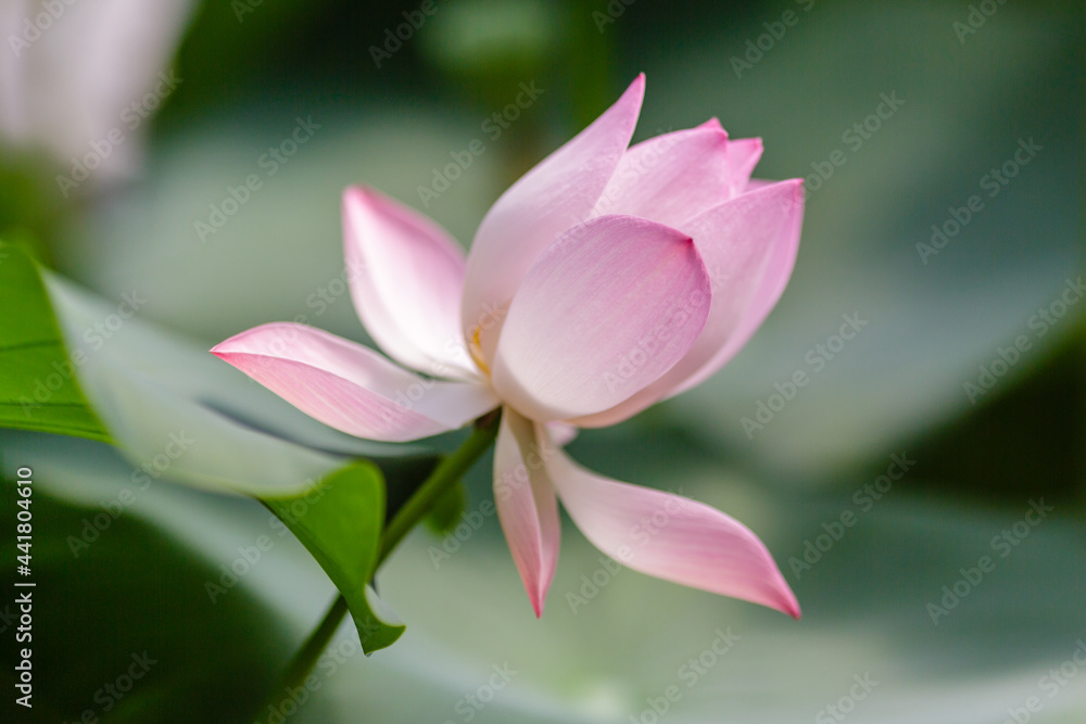 Pink lotus flower plants in water. Blooming aquatic plants in the pond Pink lotus flower plants in water. Blooming aquatic plants in the pond