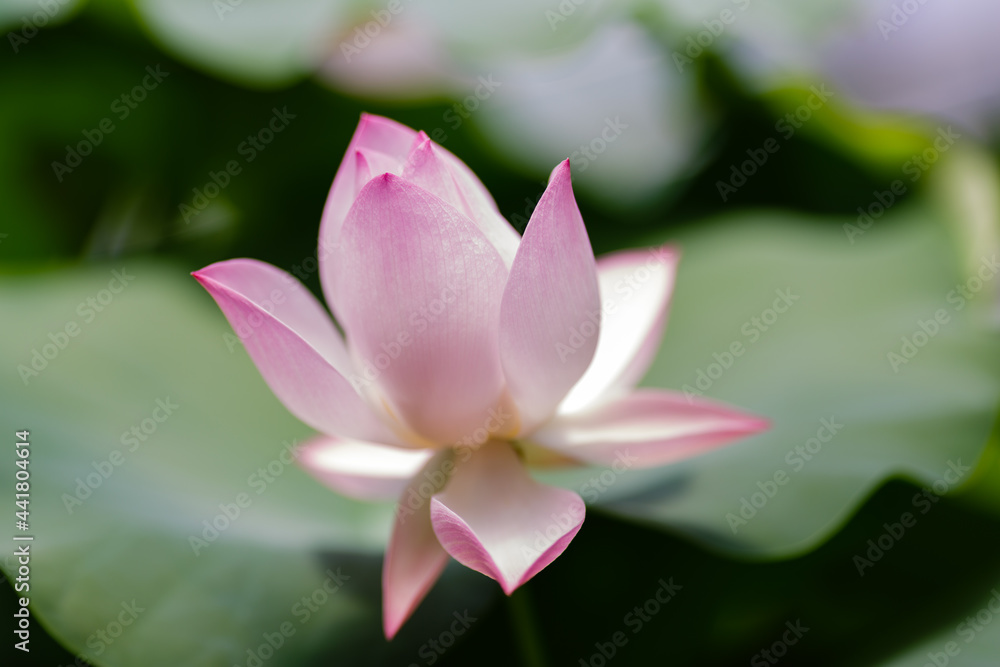 Pink lotus flower plants in water. Blooming aquatic plants in the pond Pink lotus flower plants in water. Blooming aquatic plants in the pond
