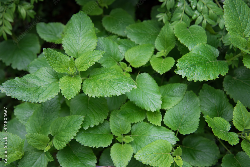 Green leaves, top view. Medicinal plant melissa. Bright juicy leaves Green leaves, top view. Medicinal plant melissa. Bright juicy leaves