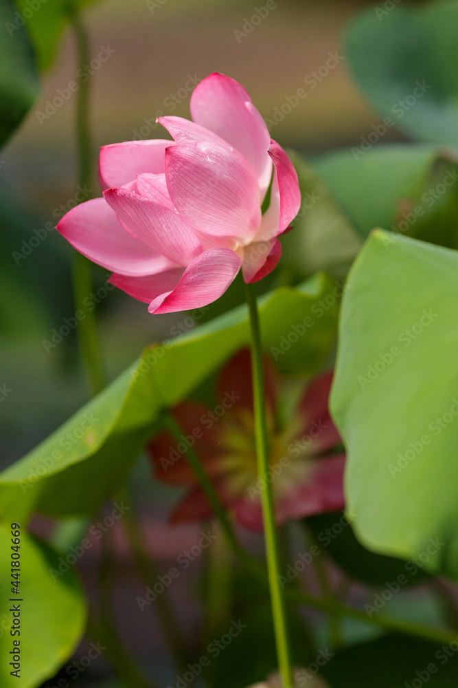Pink lotus flower plants in water. Blooming aquatic plants in the pond Pink lotus flower plants in water. Blooming aquatic plants in the pond