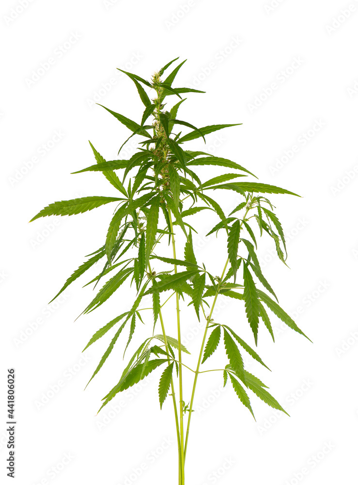 Obraz premium Marijuana plant isolated on white background. Hemp leaf close up. Cannabis green leaf.